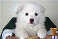 American Eskimo Dog